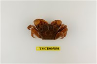 藏品(雙齒近相手蟹)的圖片